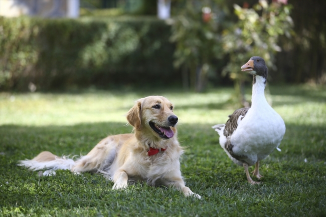 Köpek ve kazın ilginç dostluğu